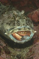 Cabezon eating crab